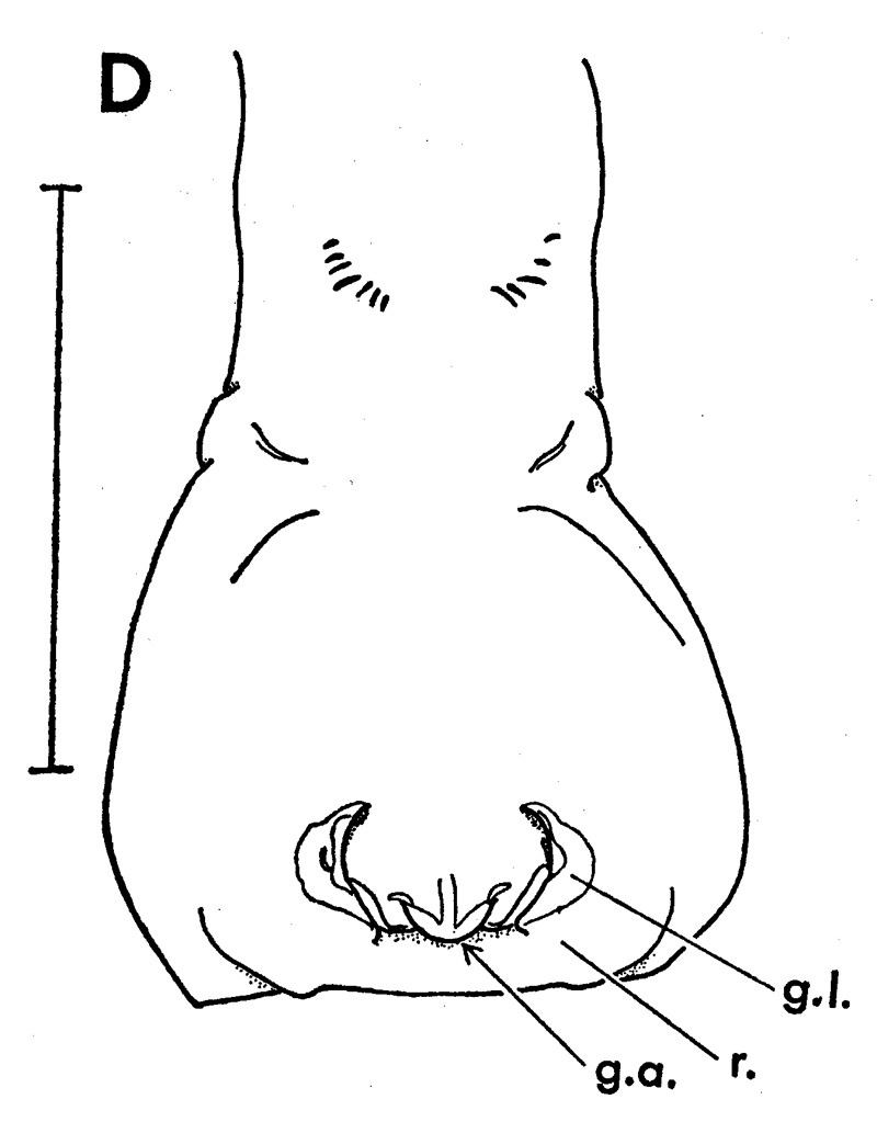 Species Paraeuchaeta tonsa - Plate 13 of morphological figures