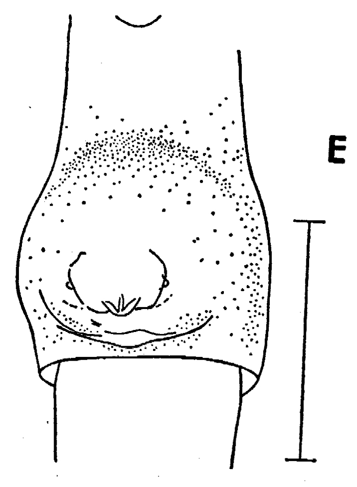 Espèce Paraeuchaeta pseudotonsa - Planche 8 de figures morphologiques