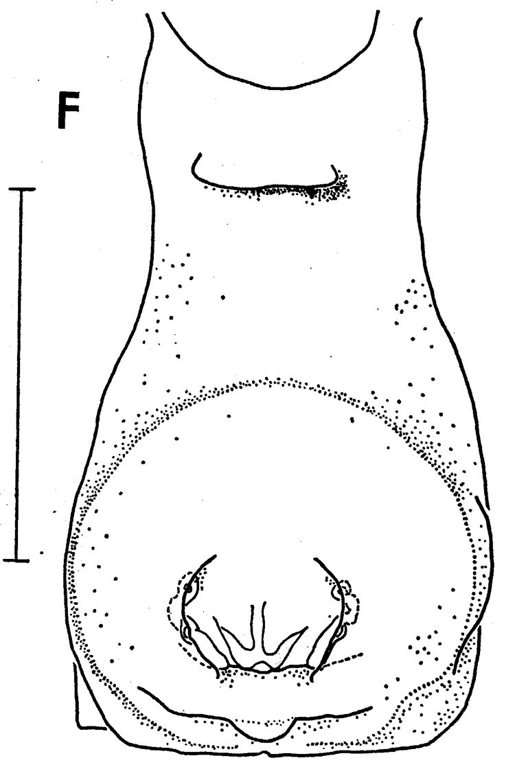 Species Paraeuchaeta tuberculata - Plate 6 of morphological figures