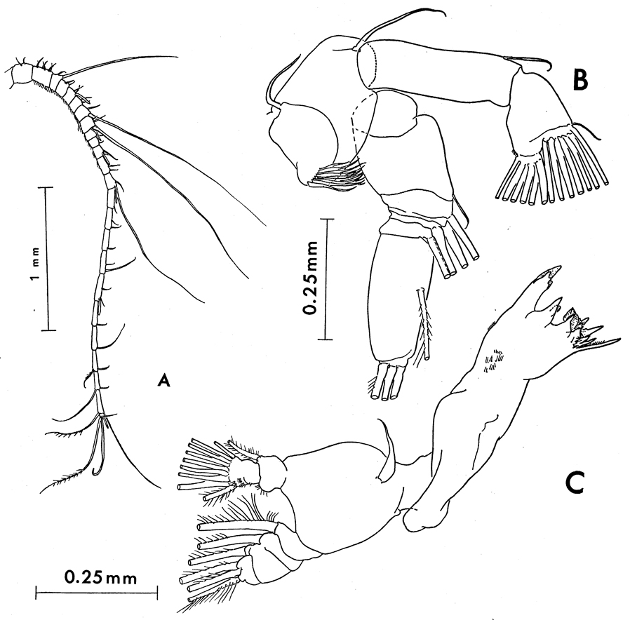 Species Paraeuchaeta tonsa - Plate 11 of morphological figures