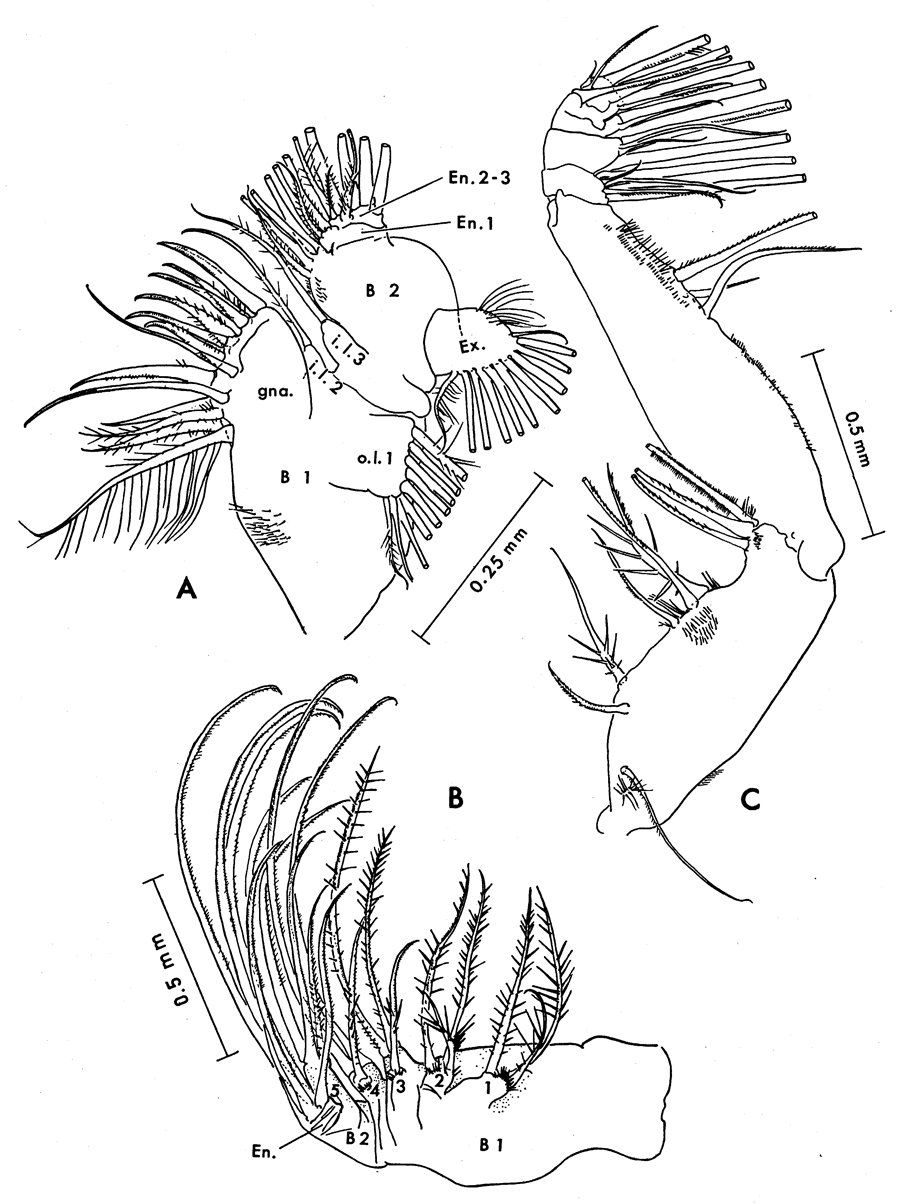 Espce Paraeuchaeta tonsa - Planche 12 de figures morphologiques