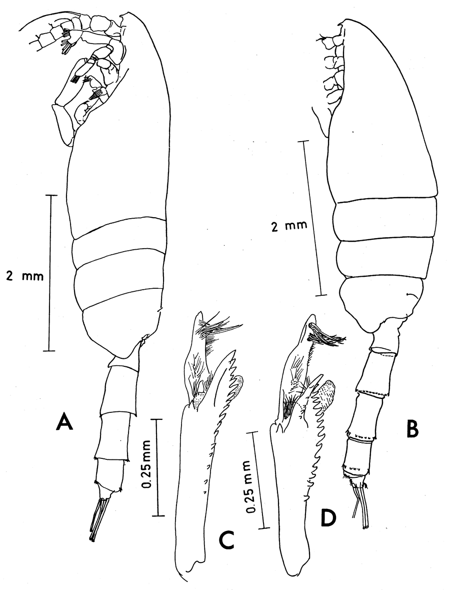 Espèce Paraeuchaeta pseudotonsa - Planche 10 de figures morphologiques