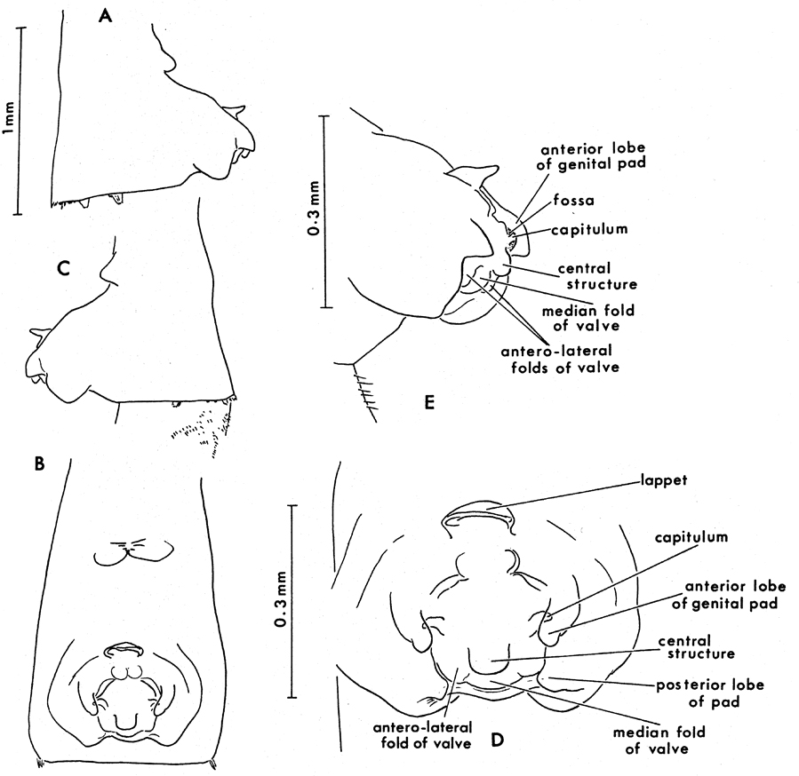 Espce Paraeuchaeta antarctica - Planche 11 de figures morphologiques