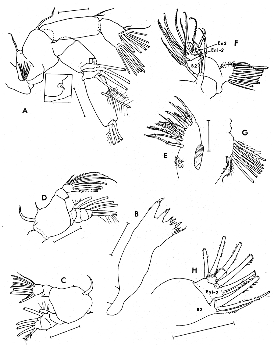 Species Paraeuchaeta antarctica - Plate 12 of morphological figures