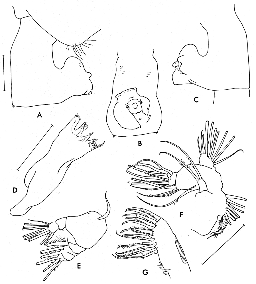 Espce Paraeuchaeta similis - Planche 8 de figures morphologiques
