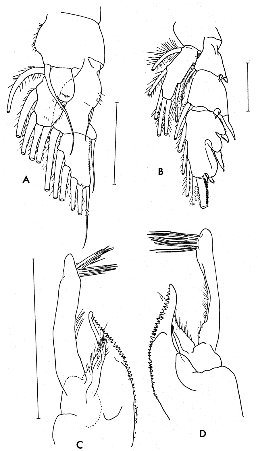 Species Paraeuchaeta similis - Plate 9 of morphological figures