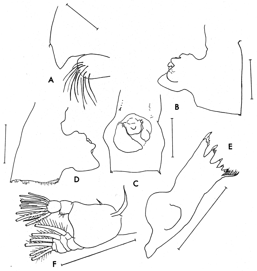 Espèce Paraeuchaeta erebi - Planche 7 de figures morphologiques