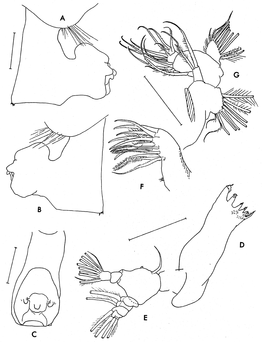 Espèce Paraeuchaeta tycodesma - Planche 5 de figures morphologiques