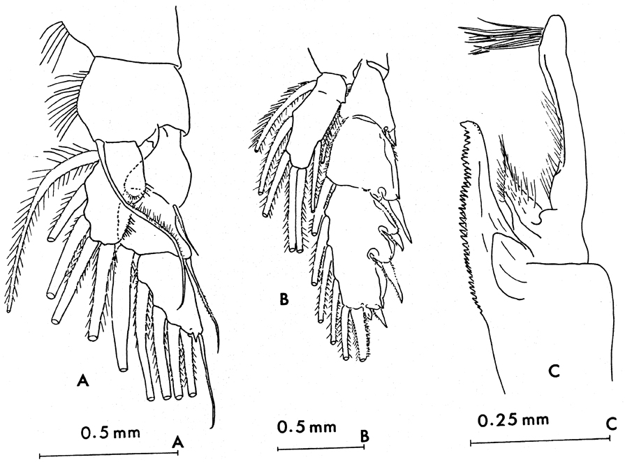 Espèce Paraeuchaeta tycodesma - Planche 6 de figures morphologiques