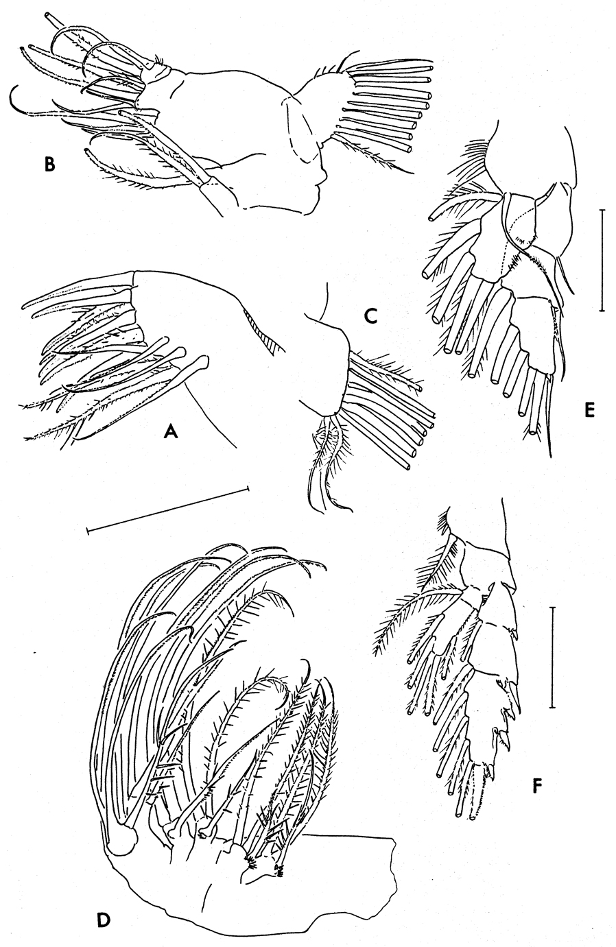 Species Paraeuchaeta austrina - Plate 5 of morphological figures