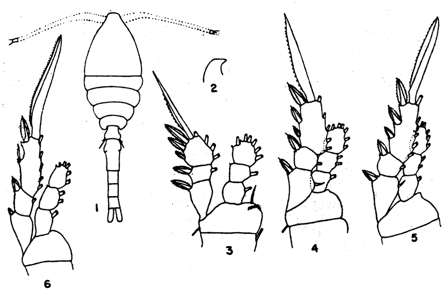 Species Oithona colcarva - Plate 3 of morphological figures