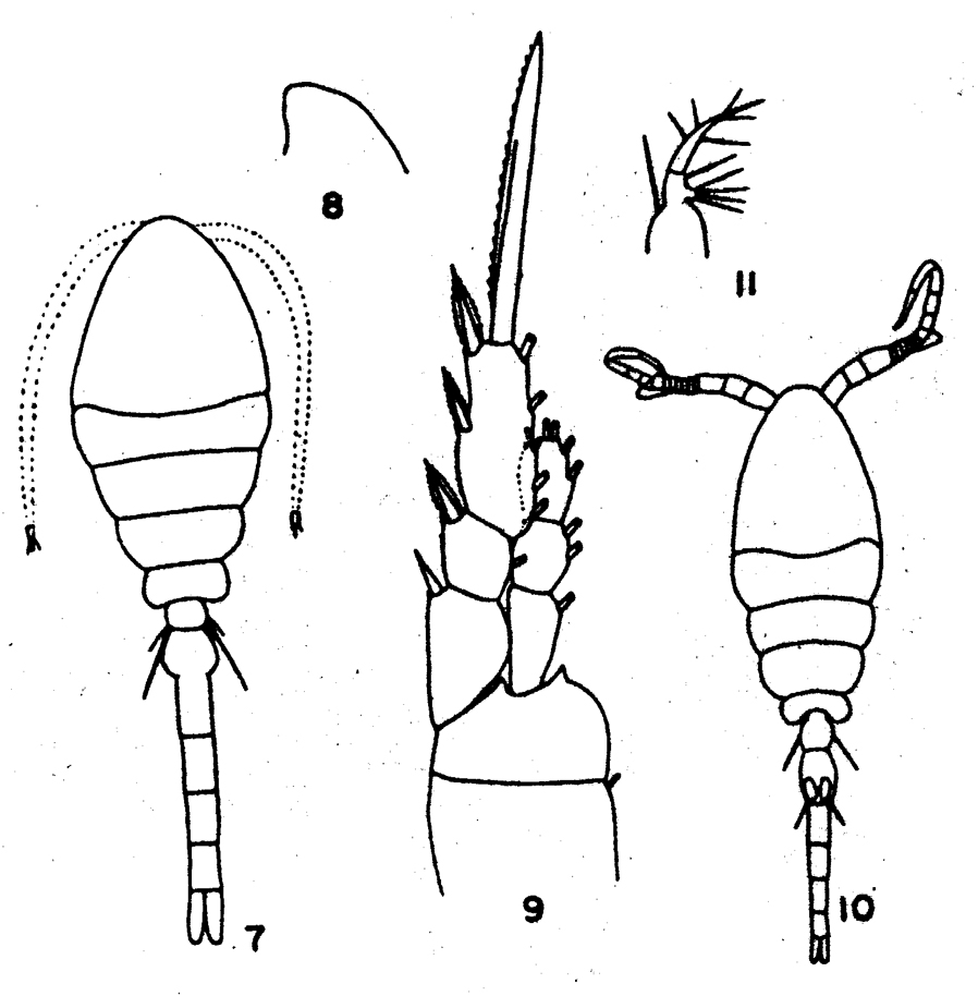 Species Oithona nana - Plate 10 of morphological figures