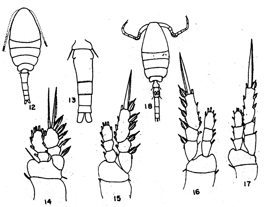 Species Oithona simplex - Plate 13 of morphological figures