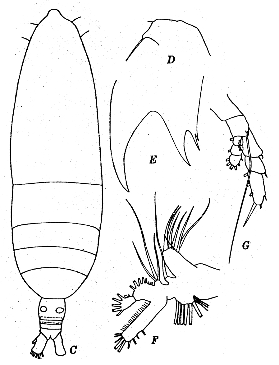 Espèce Haloptilus longicirrus - Planche 6 de figures morphologiques