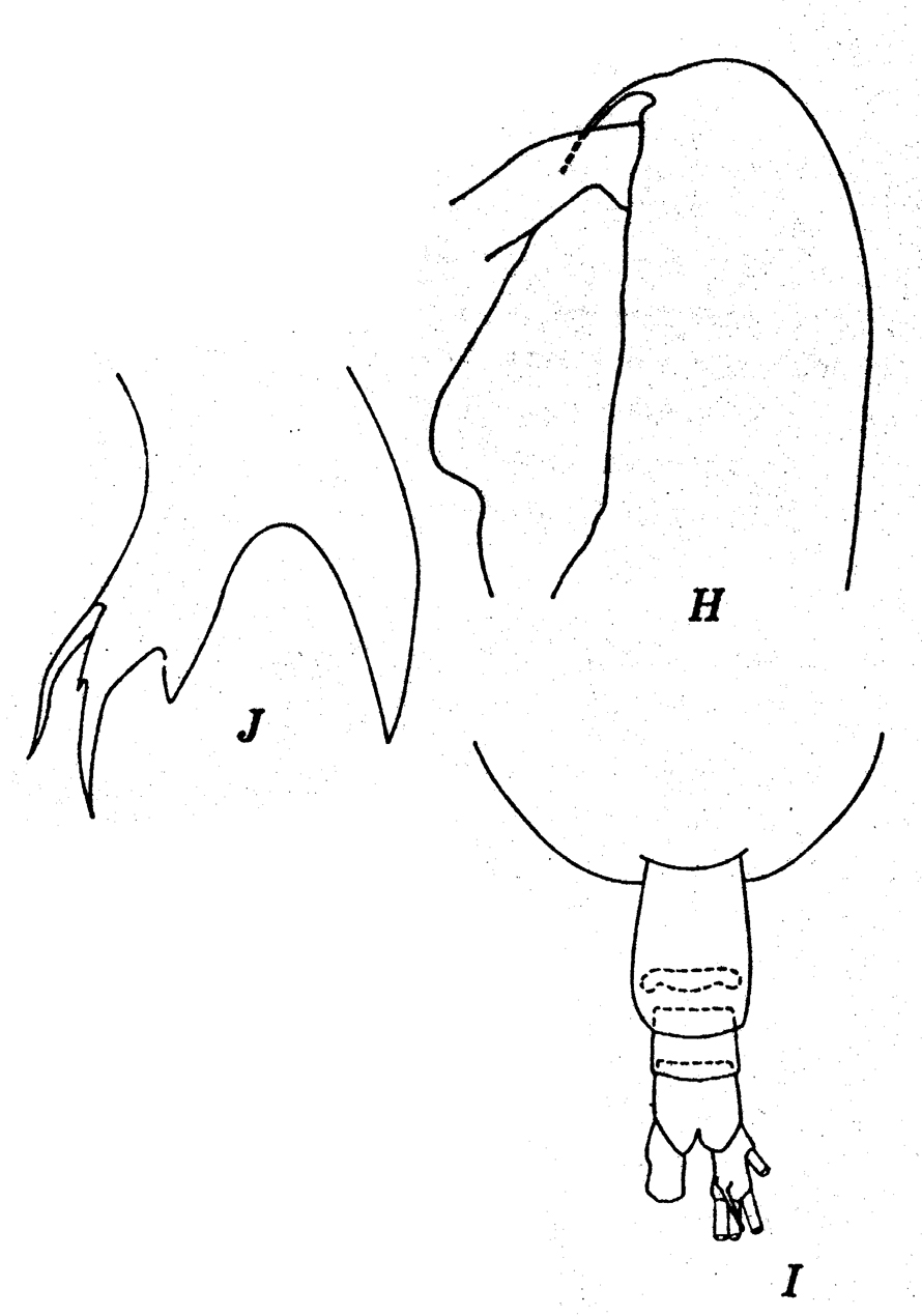 Espèce Euaugaptilus humilis - Planche 4 de figures morphologiques