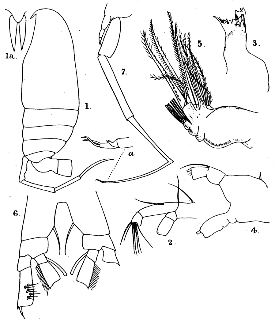 Species Xanthocalanus tenuiremis - Plate 1 of morphological figures