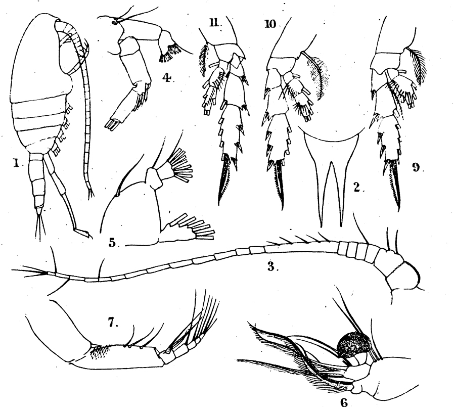 Species Xanthocalanus claviger - Plate 1 of morphological figures