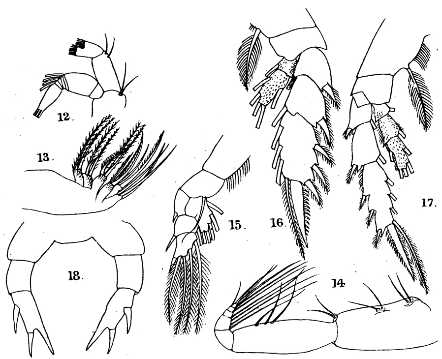 Espèce Pseudotharybis zetlandicus - Planche 2 de figures morphologiques