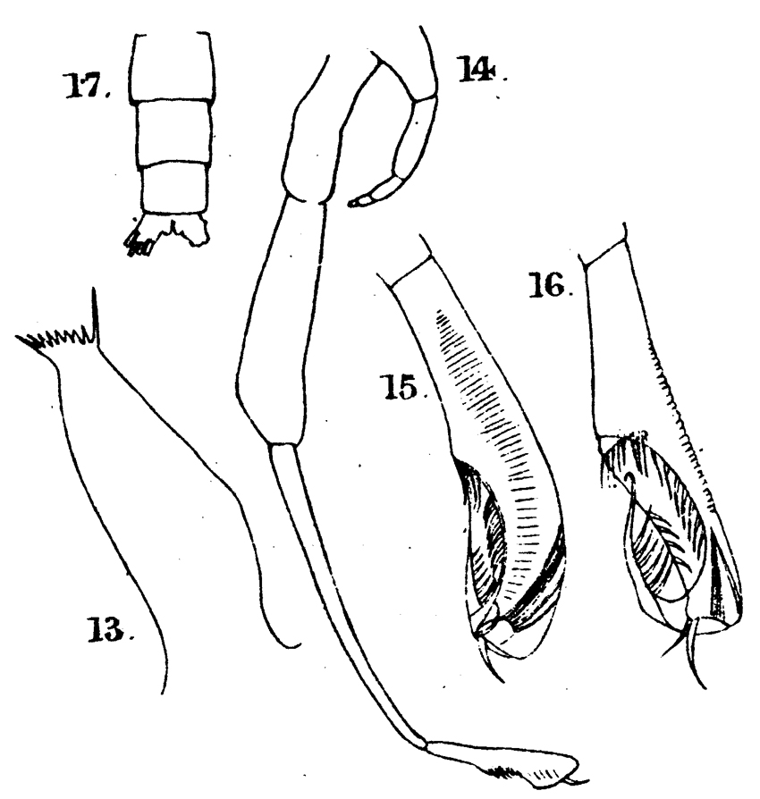 Espèce Xanthocalanus claviger - Planche 2 de figures morphologiques