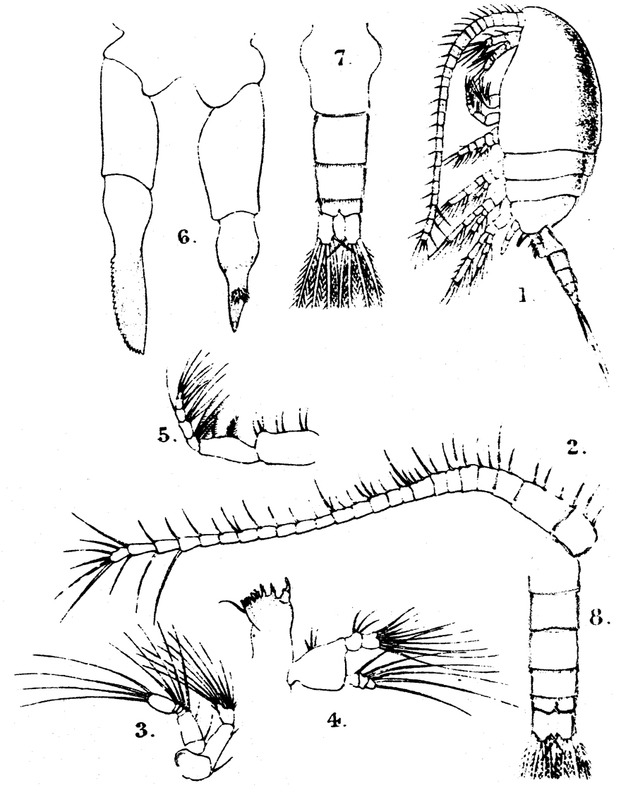 Species Stephos fultoni - Plate 1 of morphological figures