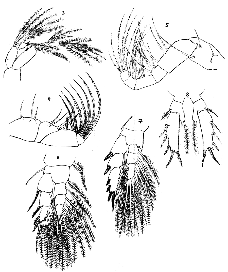 Species Paramisophria cluthae - Plate 2 of morphological figures
