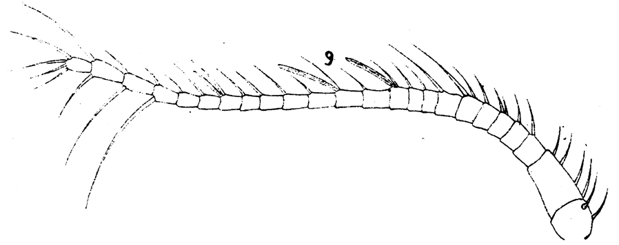 Species Stephos scotti - Plate 3 of morphological figures