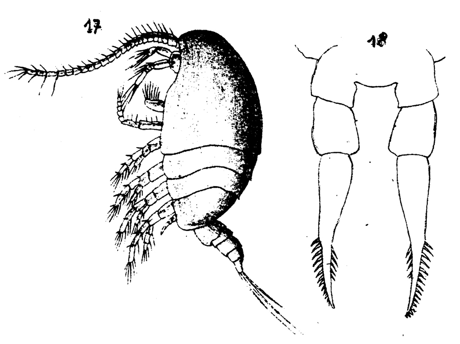 Espèce Stephos scotti - Planche 2 de figures morphologiques
