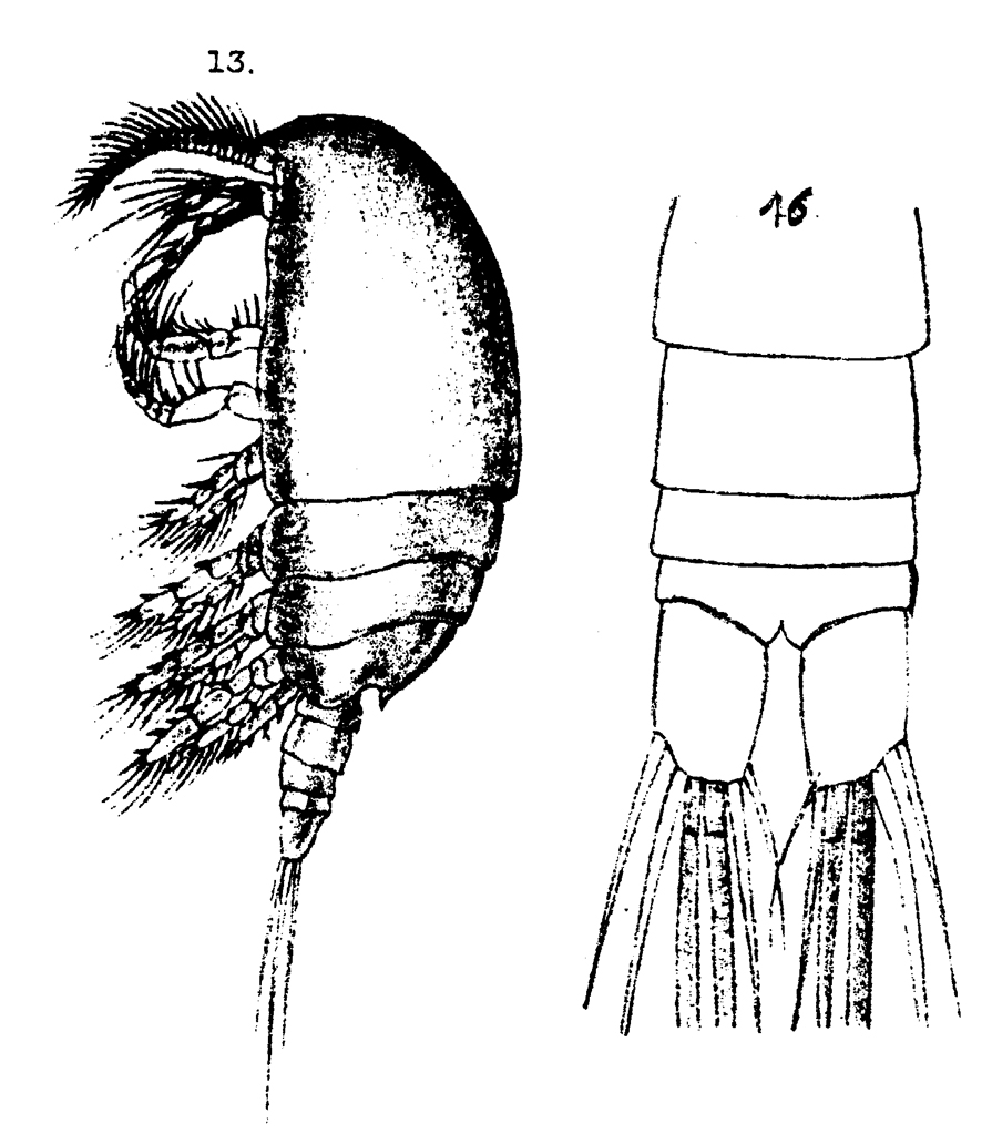 Species Paramisophria cluthae - Plate 3 of morphological figures