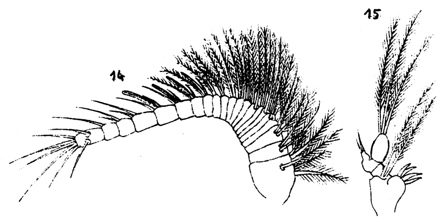 Espce Paramisophria cluthae - Planche 4 de figures morphologiques