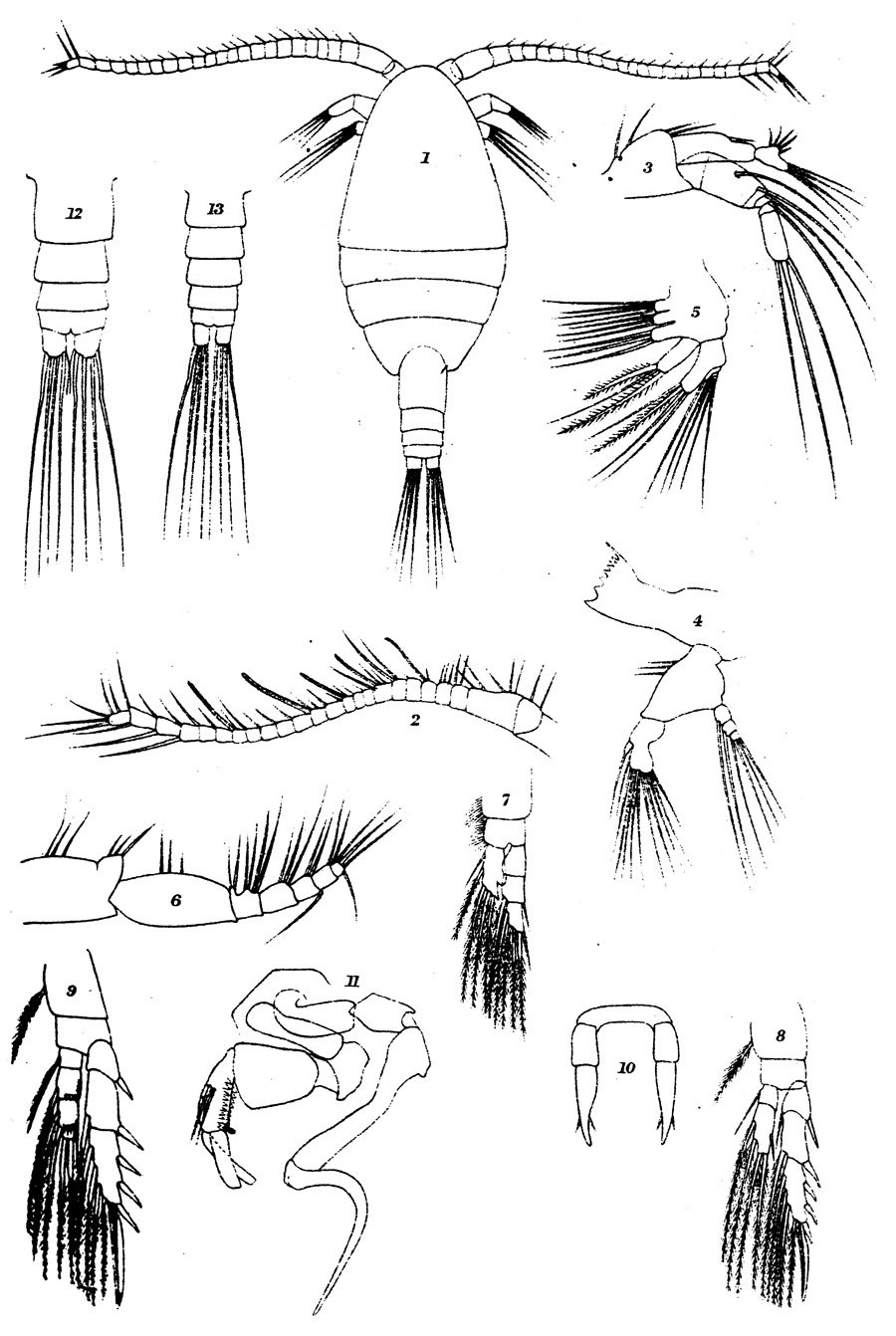 Espèce Stephos minor - Planche 2 de figures morphologiques