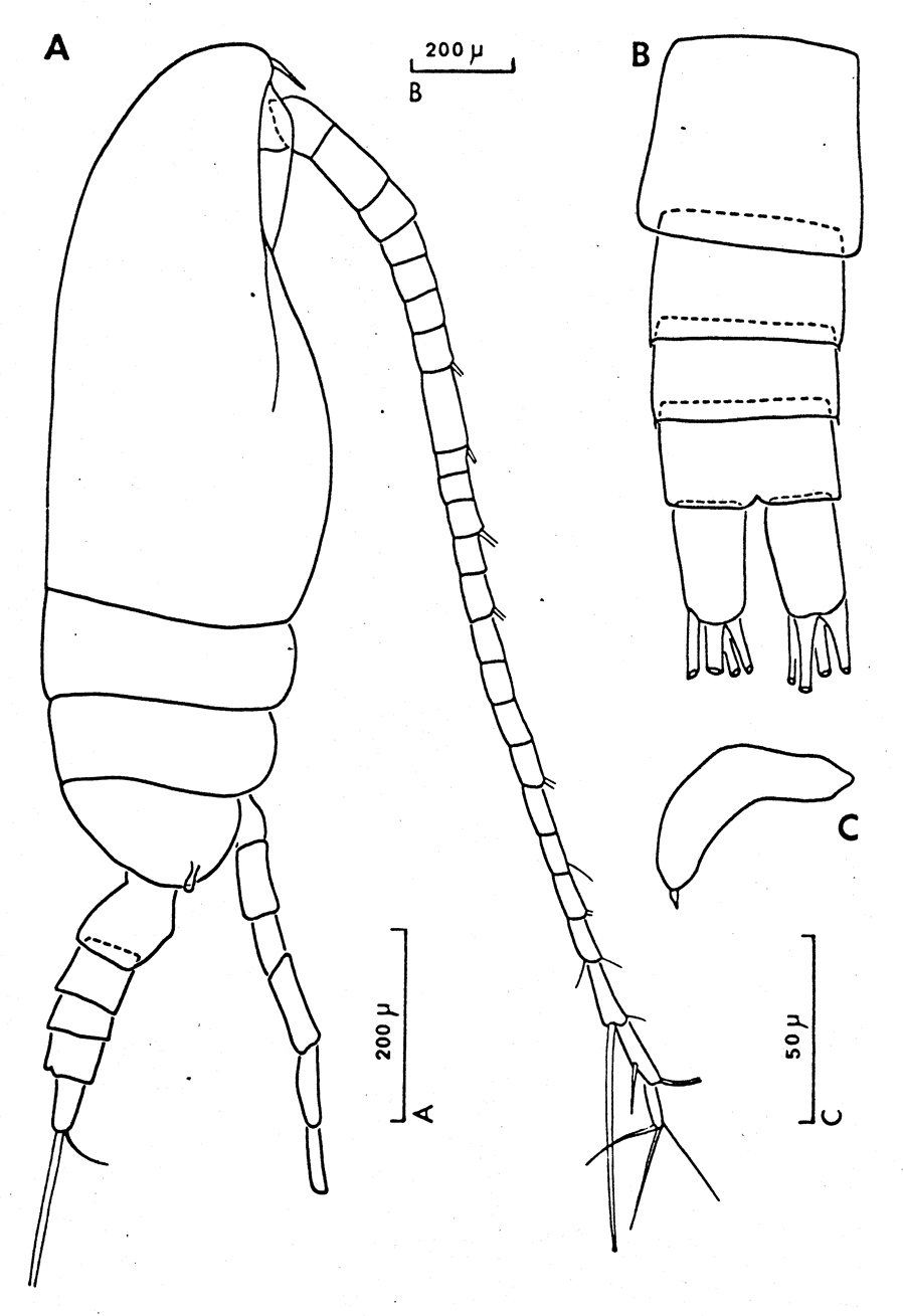 Espèce Ctenocalanus vanus - Planche 13 de figures morphologiques