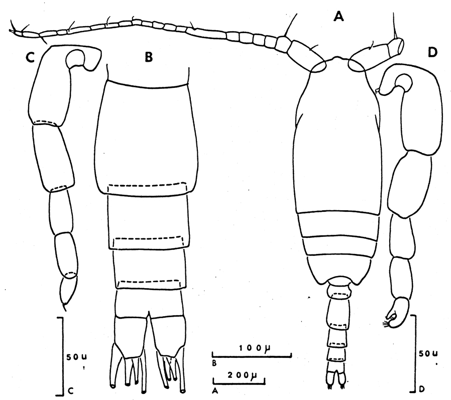 Espèce Ctenocalanus vanus - Planche 14 de figures morphologiques