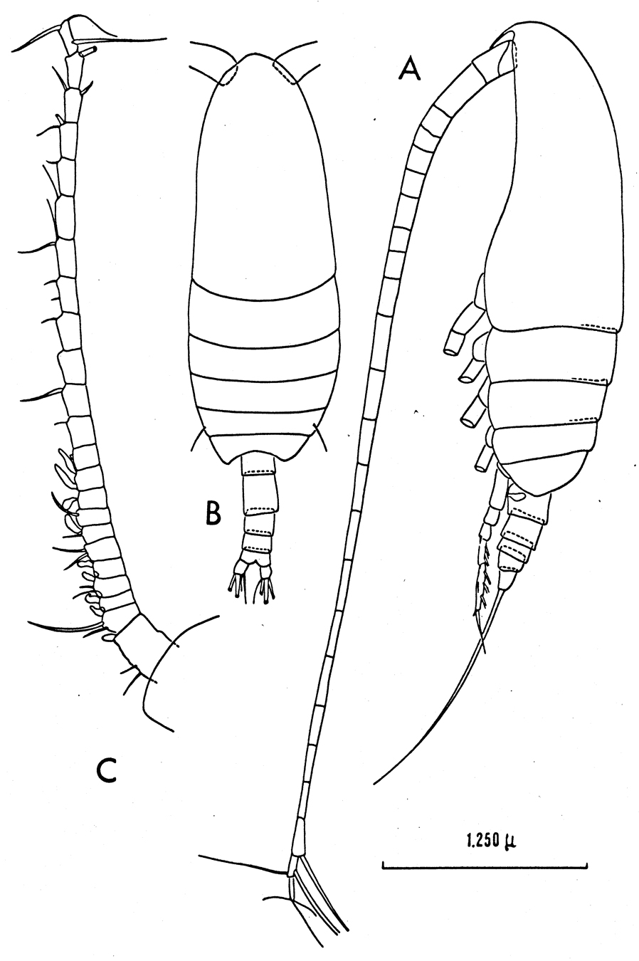Espèce Neocalanus gracilis - Planche 14 de figures morphologiques