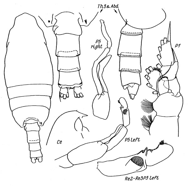 Espce Pseudochirella mawsoni - Planche 4 de figures morphologiques