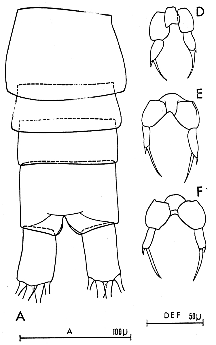 Species Paracalanus parvus - Plate 16 of morphological figures