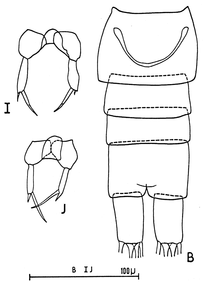 Species Paracalanus denudatus - Plate 7 of morphological figures