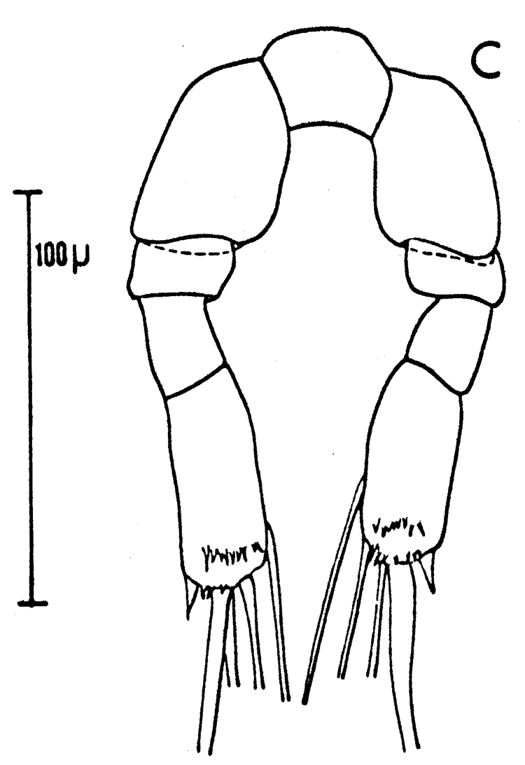 Espce Calocalanus pavo - Planche 8 de figures morphologiques