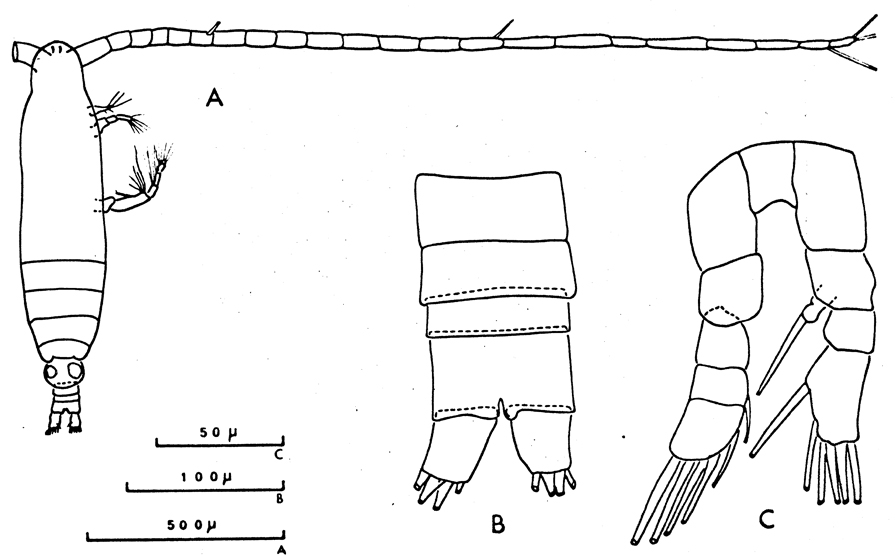 Espce Mecynocera clausi - Planche 15 de figures morphologiques