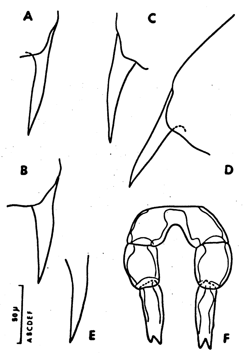 Espèce Clausocalanus lividus - Planche 17 de figures morphologiques
