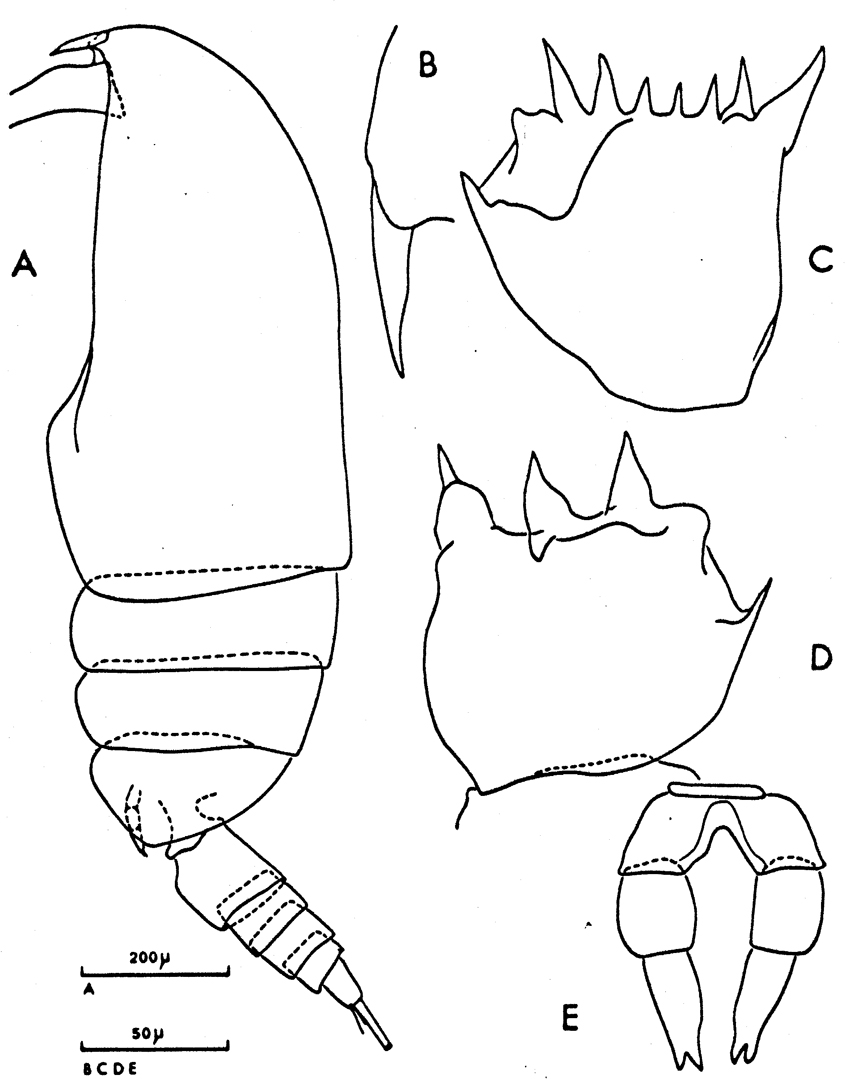 Espèce Clausocalanus mastigophorus - Planche 18 de figures morphologiques