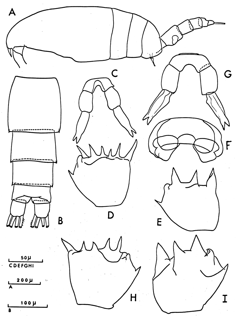 Espèce Clausocalanus arcuicornis - Planche 16 de figures morphologiques