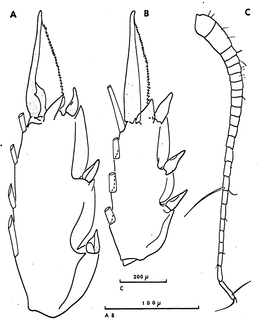 Espèce Clausocalanus arcuicornis - Planche 17 de figures morphologiques