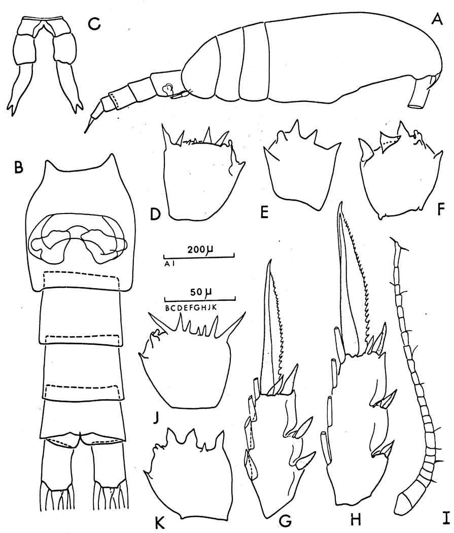 Espce Clausocalanus pergens - Planche 14 de figures morphologiques
