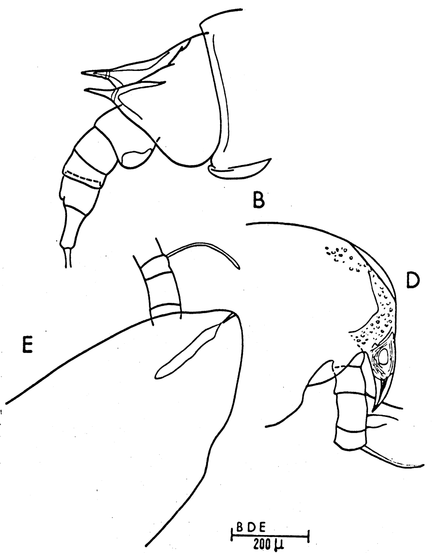 Species Aetideus giesbrechti - Plate 15 of morphological figures
