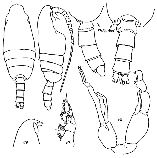 Espèce Pseudochirella notacantha - Planche 2 de figures morphologiques