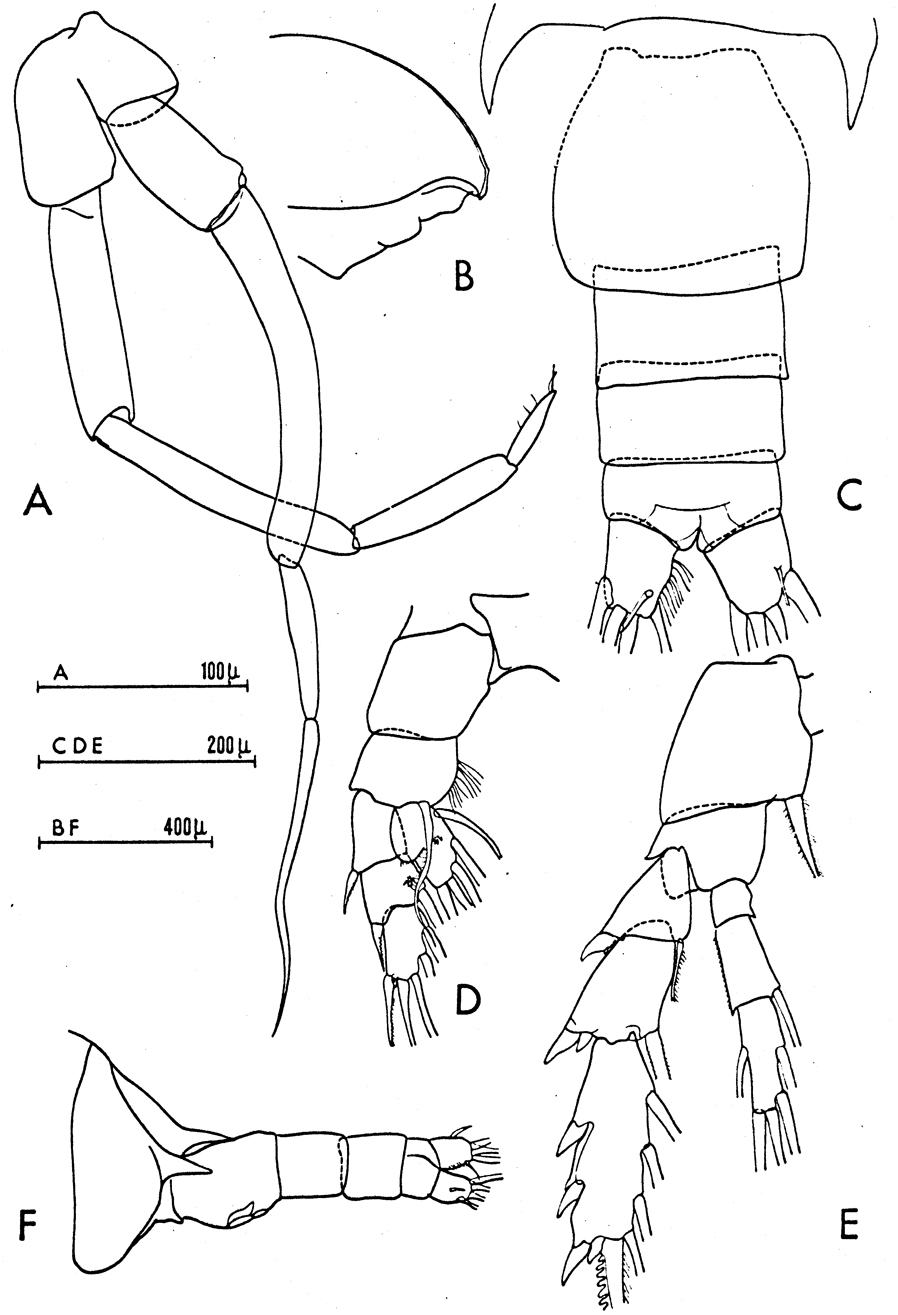 Species Chiridius poppei - Plate 9 of morphological figures