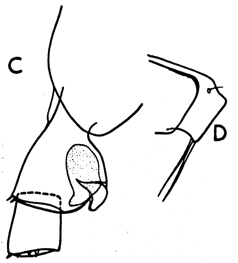 Species Heterorhabdus papilliger - Plate 12 of morphological figures