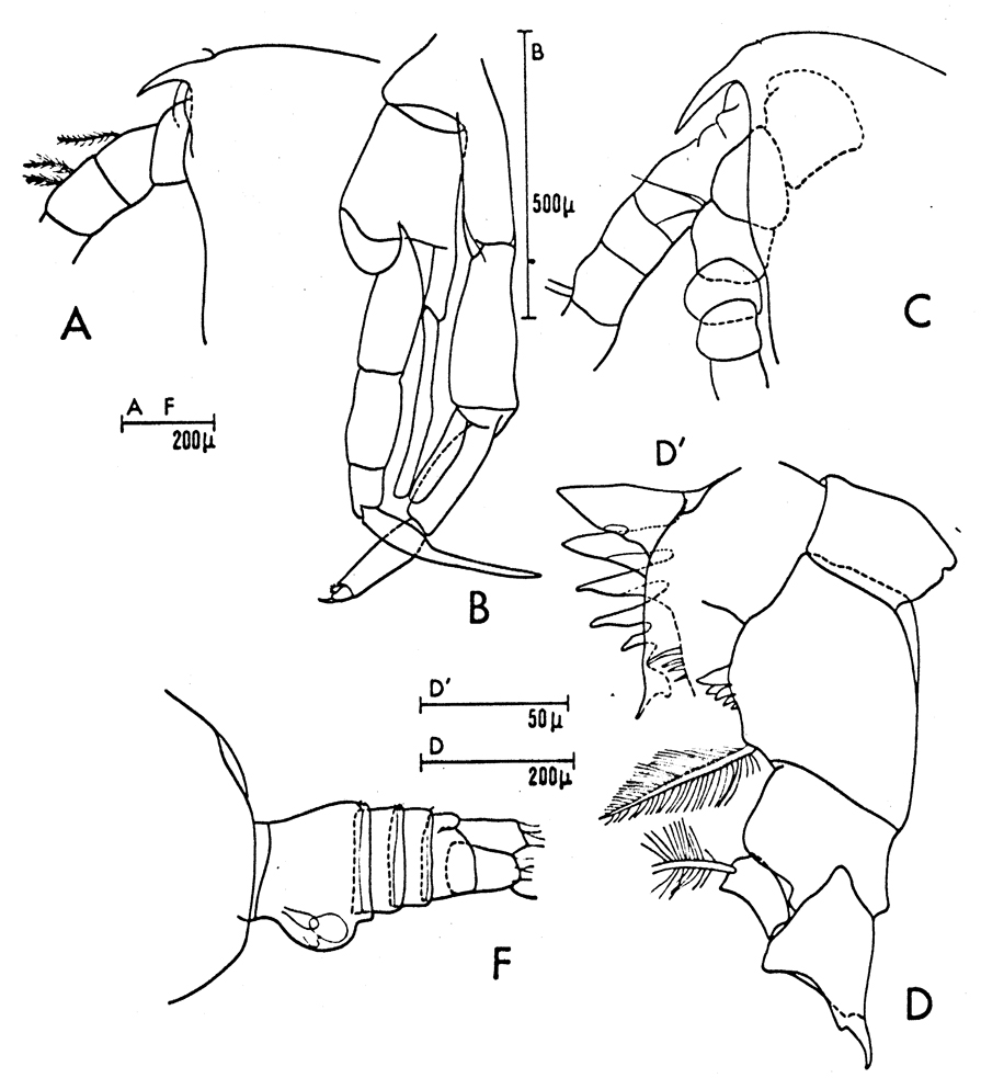 Espce Euchirella rostrata - Planche 19 de figures morphologiques