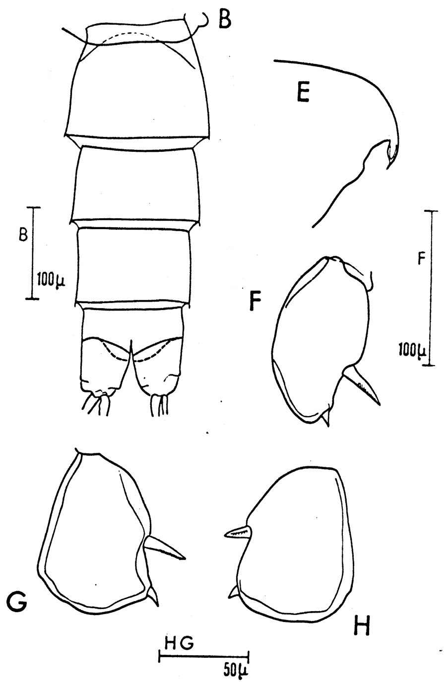 Espce Scolecithricella dentata - Planche 18 de figures morphologiques