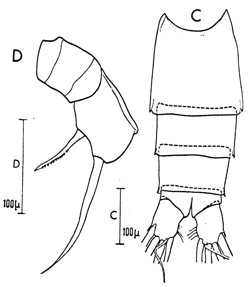 Espce Scolecithricella vittata - Planche 16 de figures morphologiques